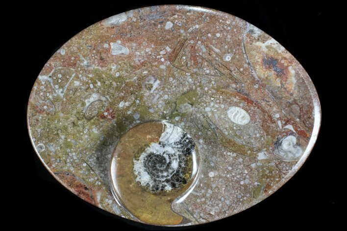 Oval Shaped Fossil Goniatite Dish #73973
